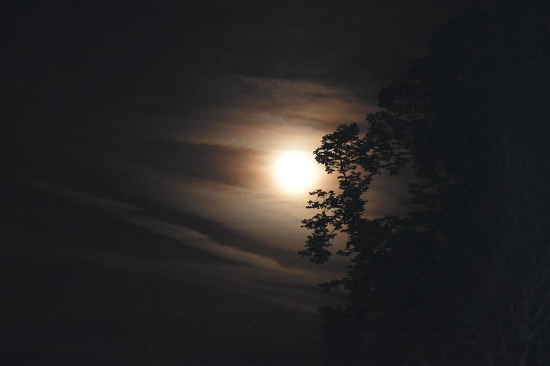 Moonlit Dance